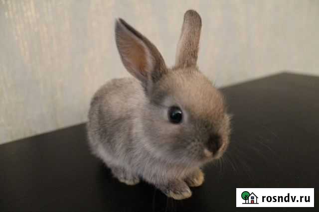 Декоративный кролик Пермь - изображение 1