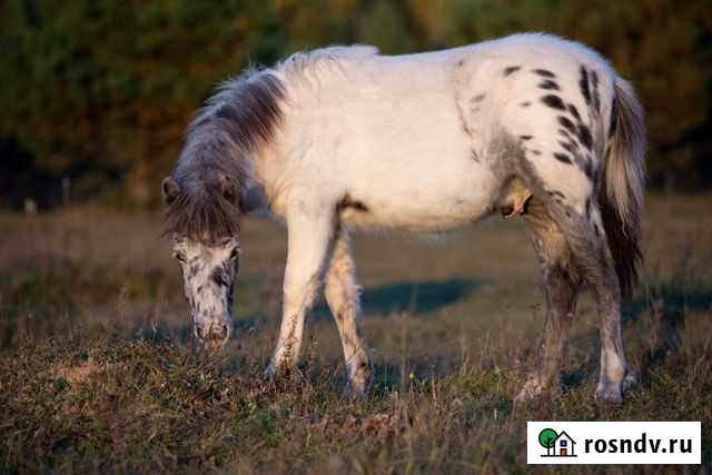 Аппалузо пони Шатура - изображение 1