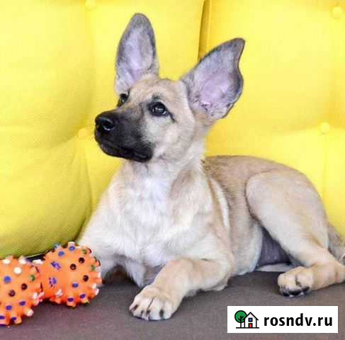 Щенки и собаки, помогу найти любимца Москва - изображение 1