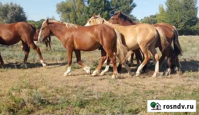 Жеребята (Лошади ) Шыгырдан - изображение 1