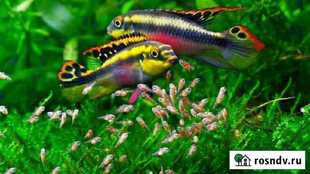 Пельвохромис пульхер(попугайчик) Ижевск - изображение 1