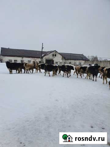 Ферма для крс Анжеро-Судженск - изображение 1