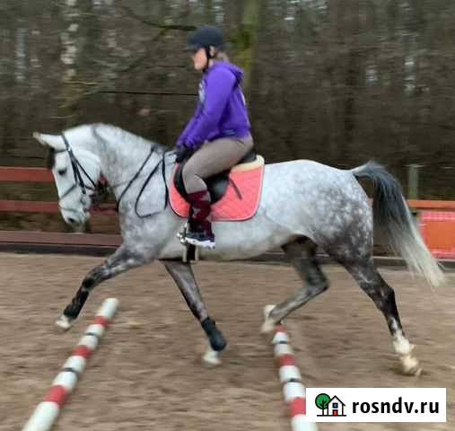 Аренда лошади Подольск - изображение 1