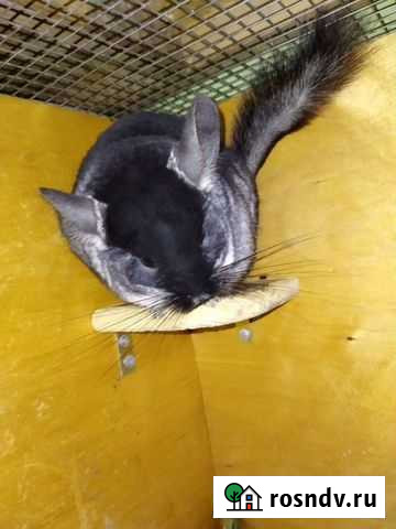 Шиншилла черный бархат. Самочка 4 года Тюмень - изображение 1