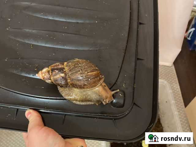 Улитки ахатины Москва - изображение 1