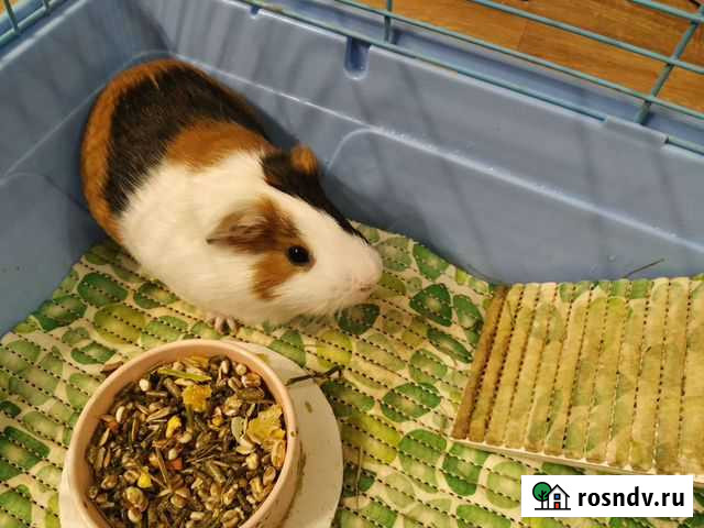 Морская свинка с клеткой Челябинск - изображение 1