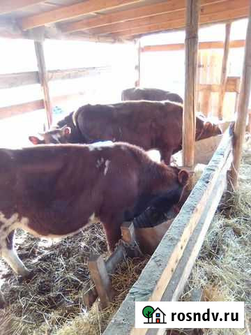 Айрширские бычки Троицкая - изображение 1