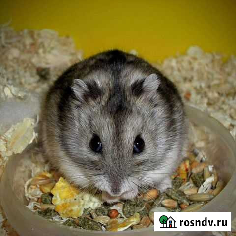 Хомячки джунгарики Северск - изображение 1