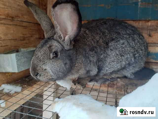 Кролик Сорочинск - изображение 1
