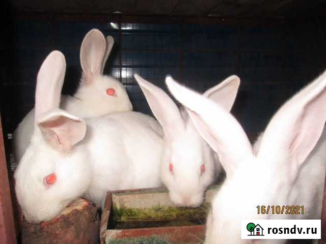 Кролики паннон крольчихи молодые Локоть - изображение 1