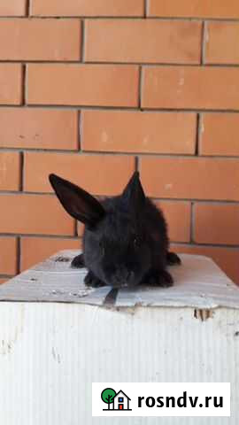 Кролики Серебро Майкоп - изображение 1