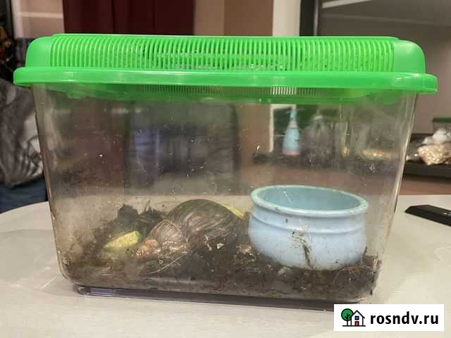 Улитки ахатины Москва - изображение 1