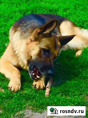 Случка собак Курск - изображение 1