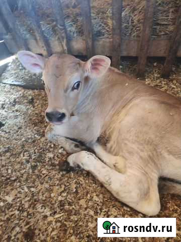 Бык джерсейский Кемерово - изображение 1