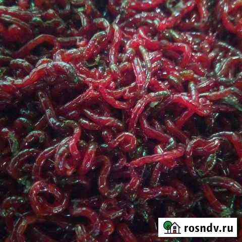 Живой мотыль крупный для рыбаков.Мелкий кормовой Магнитогорск