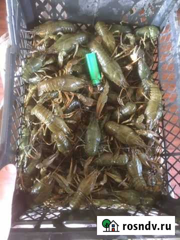 Раки Маркс - изображение 1