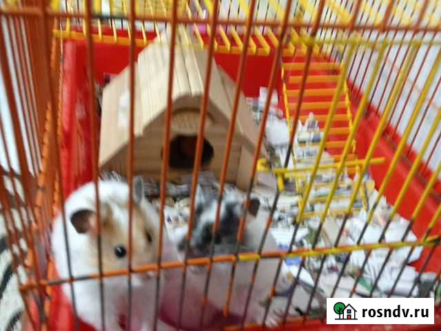 Серийские хомяки Казань - изображение 1