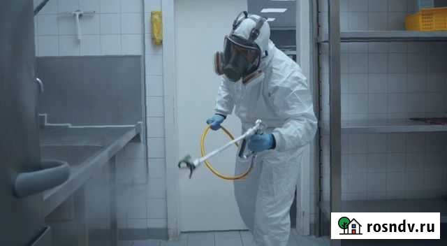 Уничтожение насекомых, грызунов Воронеж - изображение 1