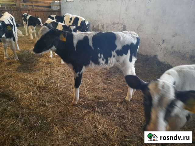 Бычки от1 до 5 месяца Жигулевск - изображение 1