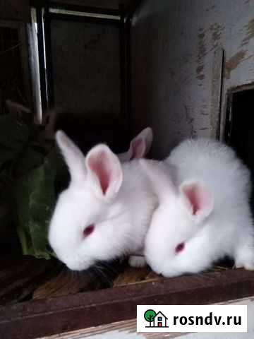 Крольчата Белый паннон Навля - изображение 1