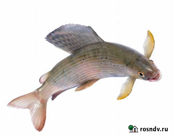 Хариус Комсомольск-на-Амуре - изображение 1