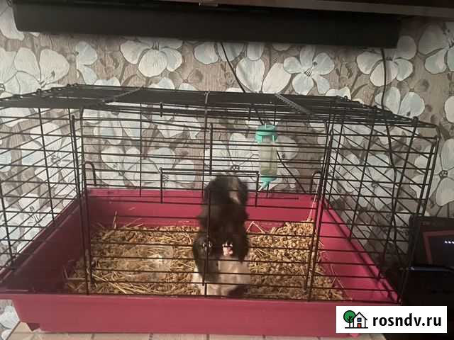 Морская свинка Свободный - изображение 1