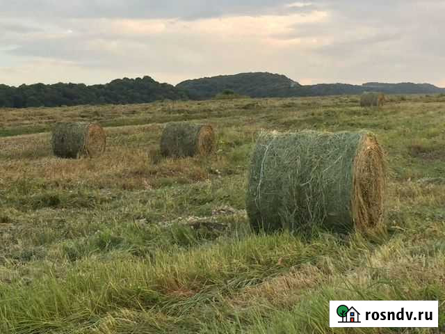 Сено Передовая - изображение 1