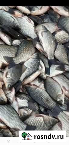 Рыба Березовый - изображение 1