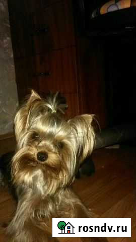 Вязка Благородный Йорк Миник ищет невесту Барнаул - изображение 1