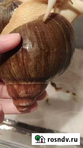 Улитки Архахатина Вентрикоза Леуцист Санкт-Петербург - изображение 1