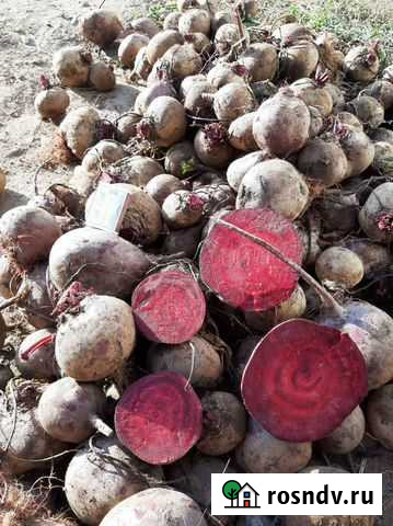 Свекла столовая Новый Рогачик - изображение 1