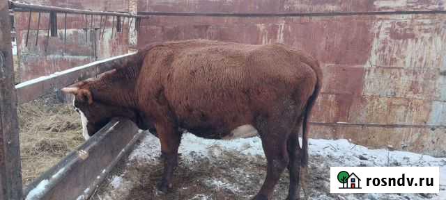 Корова первотелка Новосергиевка - изображение 1