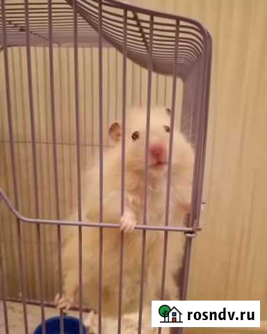 Сирийский хомяк Коломна - изображение 1