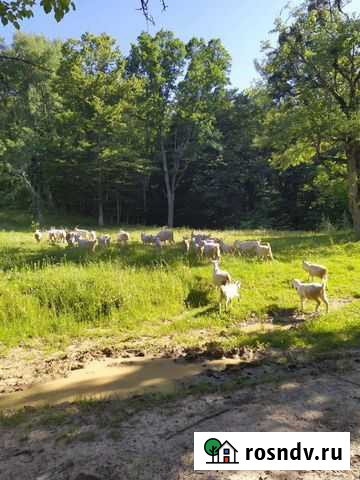 Козы Джубга кп - изображение 1