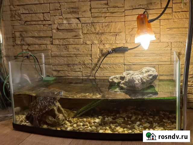 Черепашник полный комплект Нижний Новгород - изображение 1