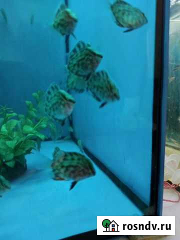 Цихлиды, Сухой корм тетра Чипсы. Аунофорус Нижний Тагил - изображение 1