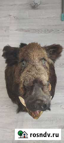 Чучело головы кабана Тула - изображение 1