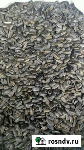 Подсолнечник спк 38+ Челбасская - изображение 1