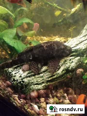 Сомик анцытрус Красково - изображение 1