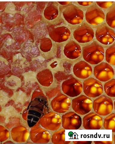 Мёд оптом и в розницу.С собственной пасеки Сеченово - изображение 1