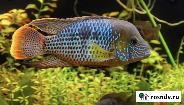 Акара бирюзовая Чита - изображение 1