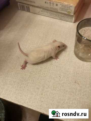 Крыса Балашиха - изображение 1