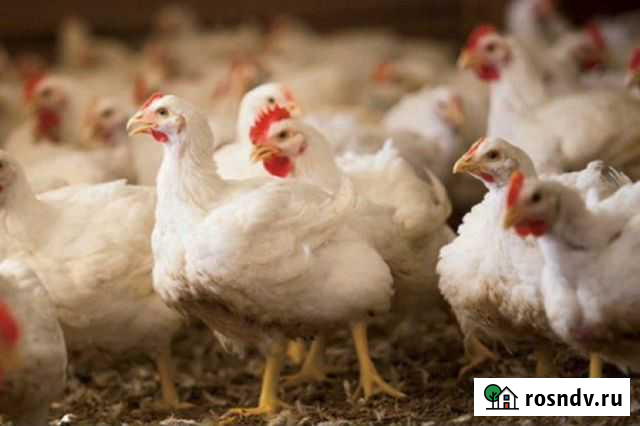 Бройлер Кобб 500 разных возрастов Воронеж - изображение 1