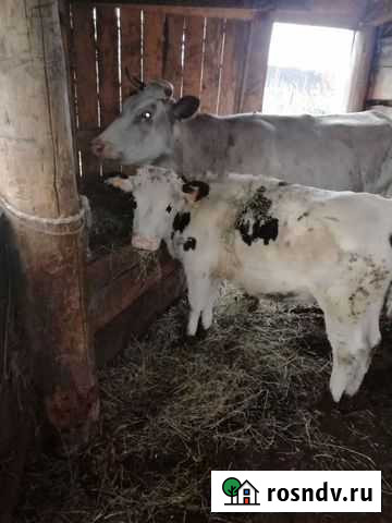 Телка Новокузнецк - изображение 1