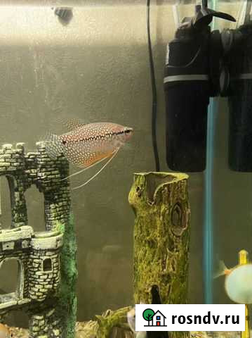 Гурами и скалярии Барнаул - изображение 1