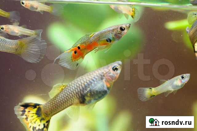 Молодь Гуппи Новочеркасск - изображение 1