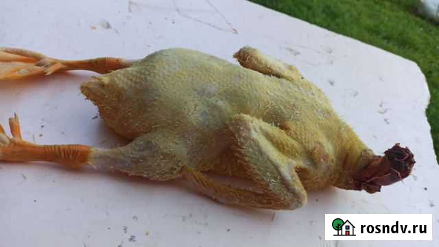 Свинина, утки, куры Истра - изображение 1