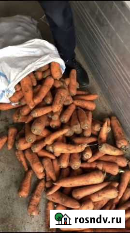 Морковь оптом сорт Самсон Дальнее Константиново - изображение 1