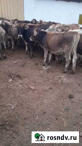 Телята швицкой породы Новая Мака - изображение 1