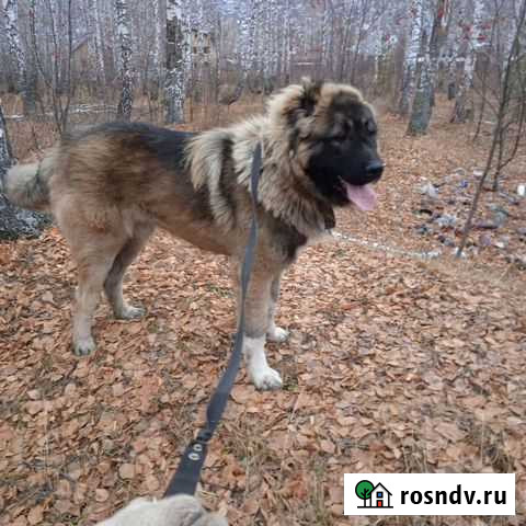 Вязка кавказская овчарка Миасс - изображение 1